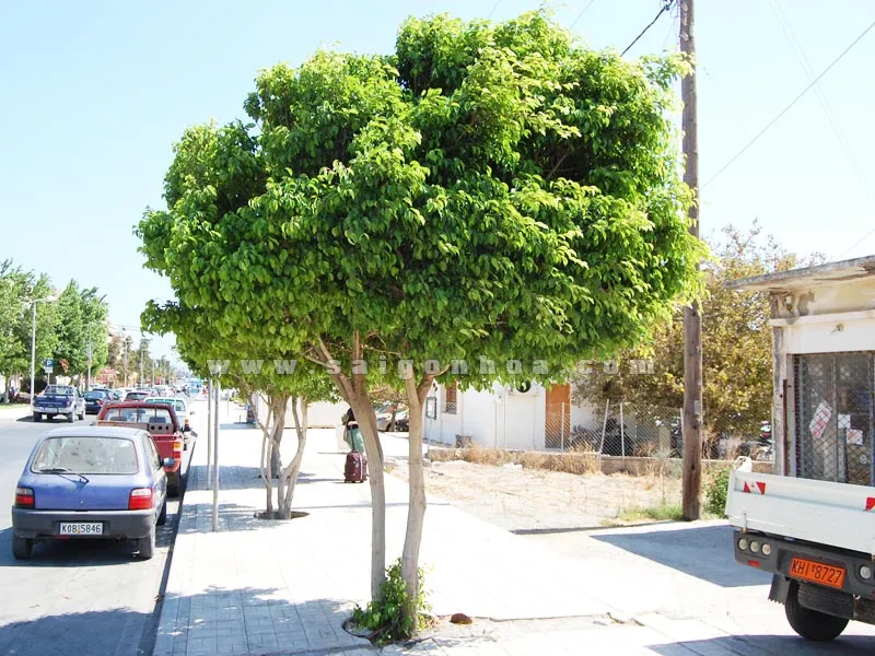 Hình ảnh cây Sanh thân lớn trồng dọc đường phố, cung cấp bóng mát và chức năng chắn sáng