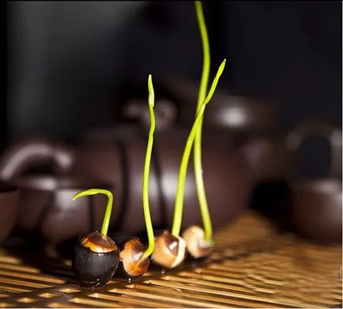 Hình ảnh cây sen con đã nảy mầm với thân lá vươn dài, sẵn sàng được cấy xuống bùn