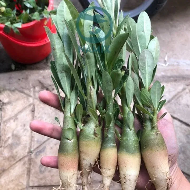 Hình ảnh cây sứ thái con được trồng từ hạt với rễ non khỏe mạnh