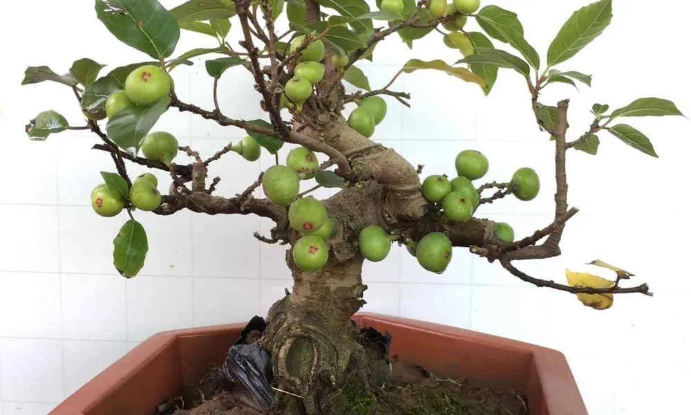Hình ảnh cây sung cảnh mini với quả trĩu cành thích hợp để bàn