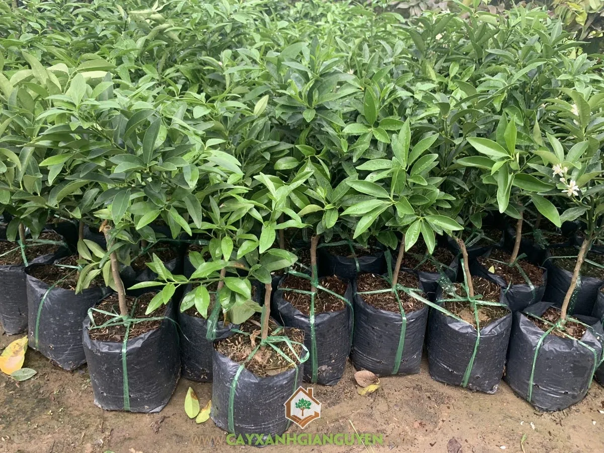 Hình ảnh cây tắc thái đang được trồng trong chậu, minh họa quy trình trồng cây tắc thái đúng cách