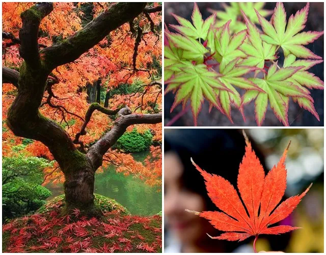 Hình ảnh cây và lá chuyển màu của cây Phong Lá Đỏ