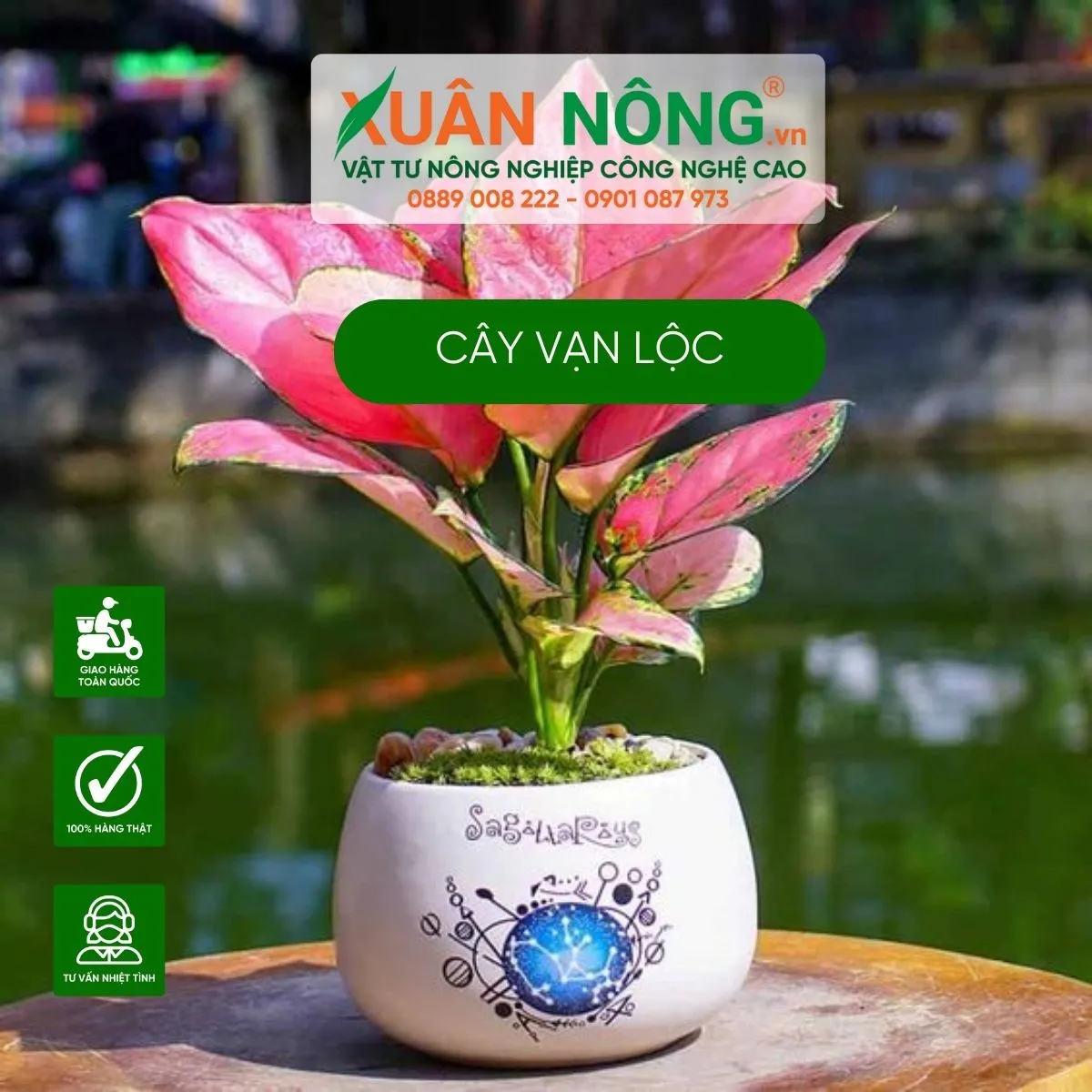 Hình ảnh cây Vạn Lộc Đỏ được chăm sóc trong nhà