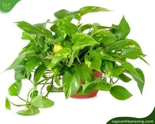 Hình ảnh cây vạn niên thanh rủ được chăm sóc đúng cách trong chậu nội thất