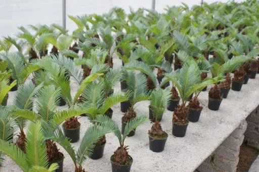 Hình ảnh cây vạn tuế con đang được trồng trong chậu, biểu thị kỹ thuật trồng cây vạn tuế đúng cách