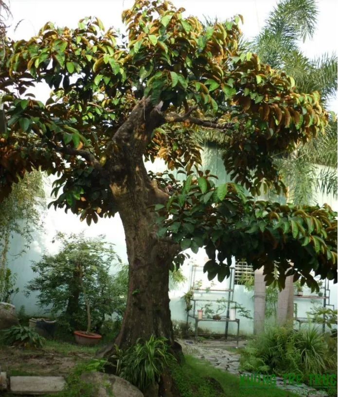 Hình ảnh cây vú sữa đang ra quả to tròn, xanh tốt, tượng trưng cho sự viên mãn và hạnh phúc gia đình