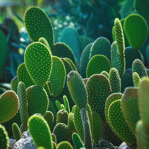 Hình ảnh cây xương rồng