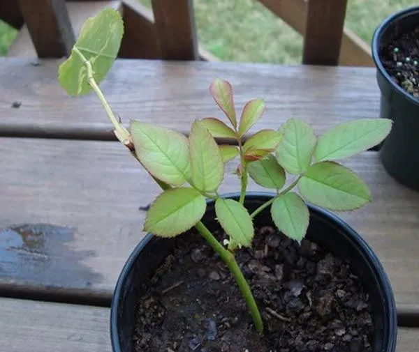 Hình ảnh chậu hoa hồng giâm cành sau khi ra lá non, thể hiện sự phát triển của bộ rễ mới