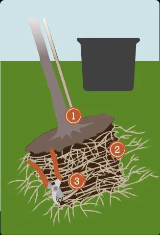 Hình ảnh chi tiết bộ rễ cây cỏ mực đã được tách chiết, minh họa kỹ thuật giâm cành và cách trồng cây cỏ mực tối ưu