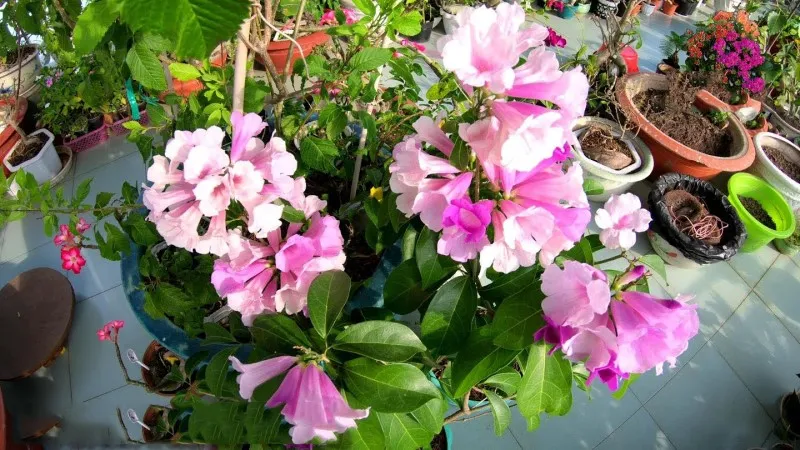 Hình ảnh chi tiết cách chăm sóc cây tỏi Lan, quy trình tưới nước và bón phân