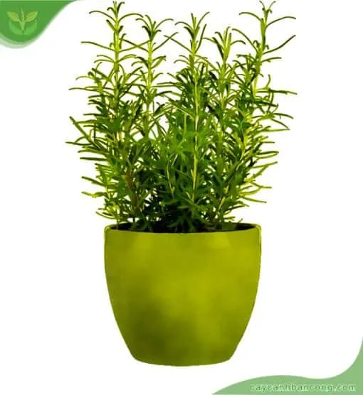 Hình ảnh chi tiết cành hương thảo tươi mới với những chiếc lá nhỏ đặc trưng, tập trung vào chất lượng thu hoạch