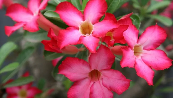 Hình ảnh chi tiết cây hoa sứ, làm nổi bật thân mập và củ rễ, yếu tố quan trọng khi trồng sứ trong chậu.