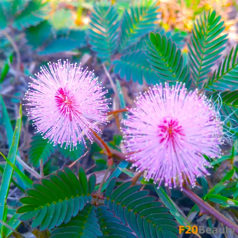 Hình ảnh chi tiết kỹ thuật tạo dáng và cách trồng cây hoa trinh nữ bonsai chuyên nghiệp