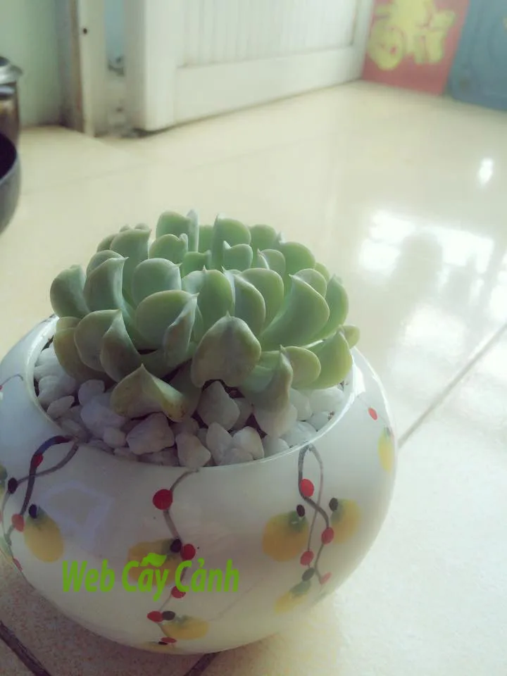 Hình ảnh chi tiết lá cây hoa đá sen đá hoa cúc với lớp phấn mỏng, minh họa cách trồng và chăm sóc cây hoa đá mọng nước