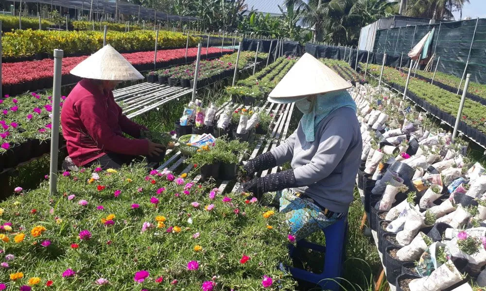 Hình Ảnh Chi Tiết Về Cách Trồng Hoa Mười Giờ Trong Chai Nhựa