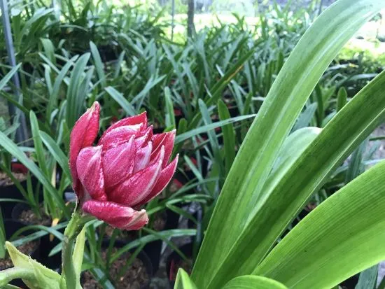 Hình ảnh chi tiết về hoa lan huệ kép màu đỏ rực rỡ