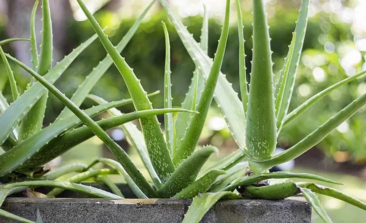 Hình ảnh chi tiết về rễ cây nha đam (lô hội) bị thối do tưới quá nhiều nước, được lấy ra từ chậu.