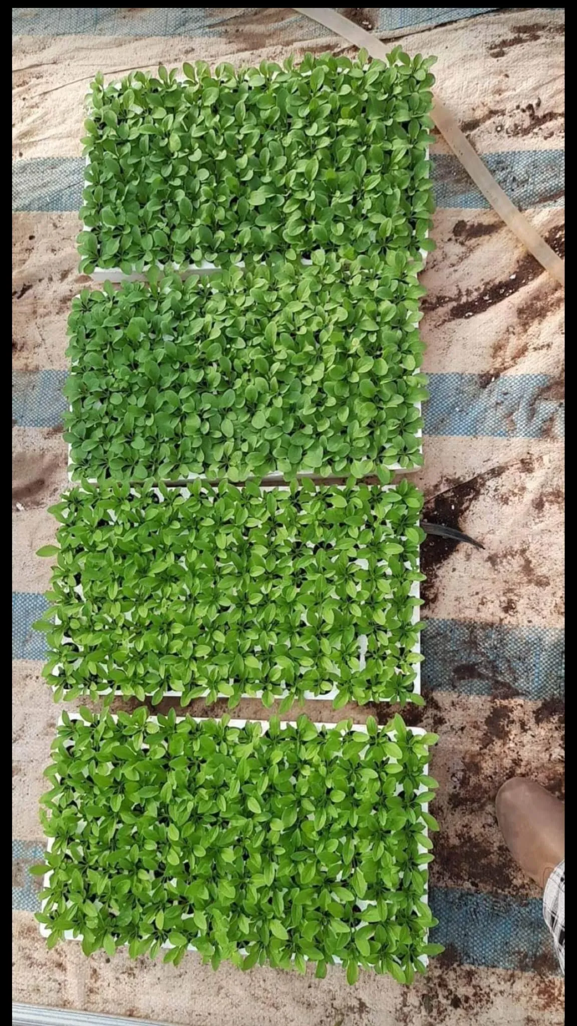 Hình ảnh chung của cây hoa dạ yến thảo rực rỡ, được trồng trong chậu treo