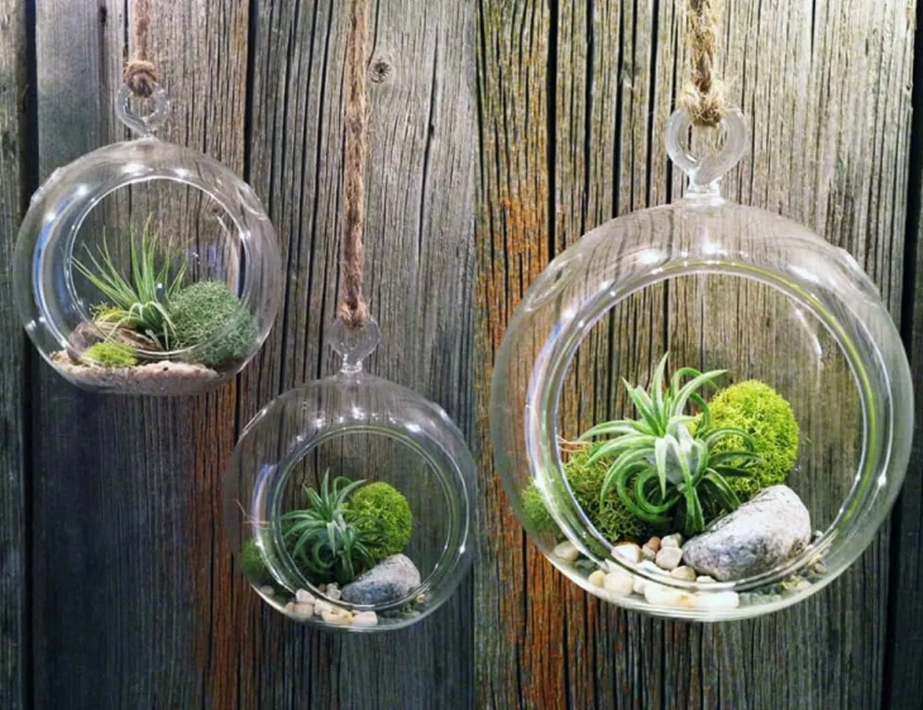 Hình ảnh chụp cận cảnh một cây không khí (air plant) đang được treo và trang trí trong một không gian nội thất