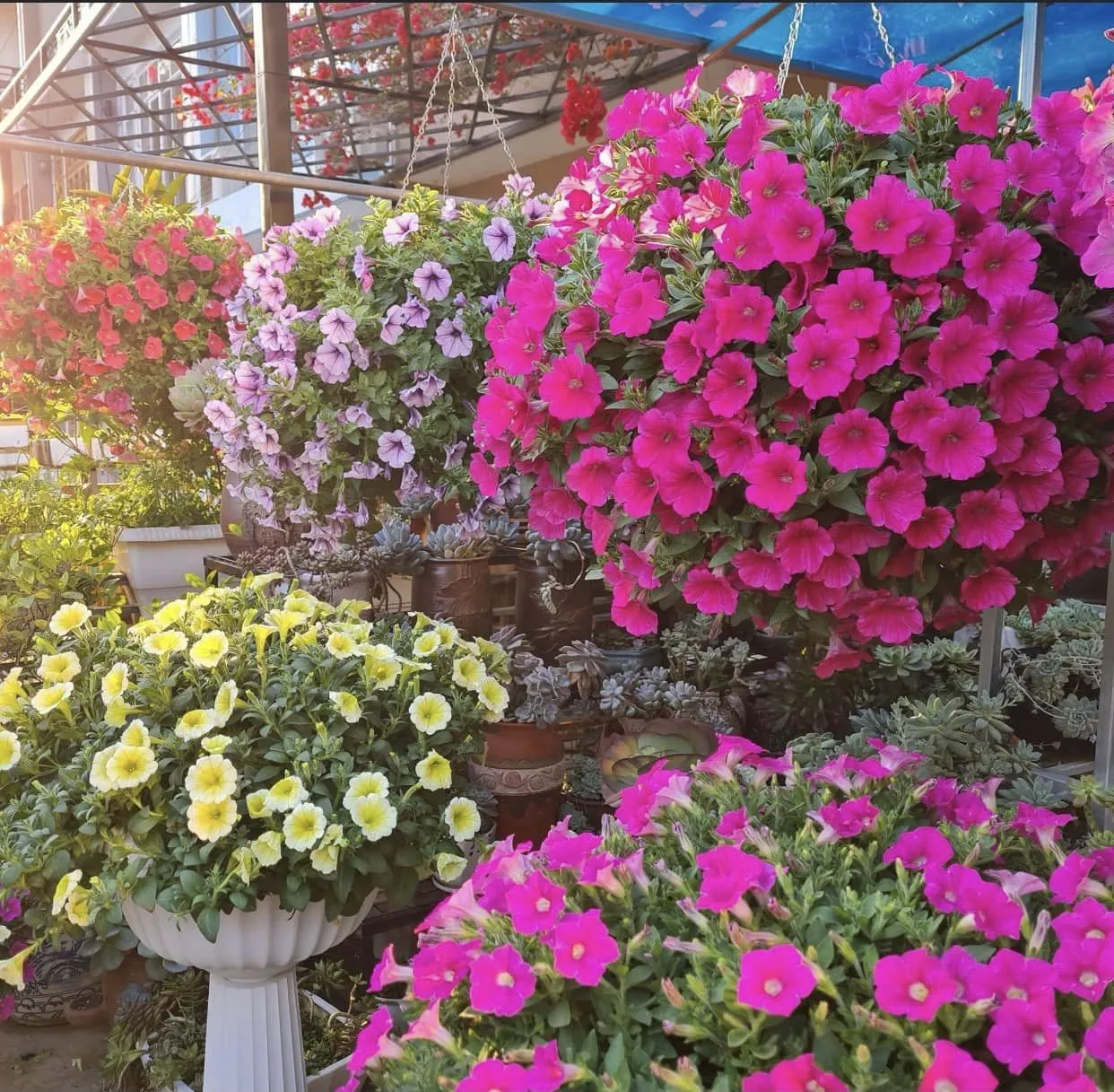 Hình ảnh dạ yến thảo màu tím đậm, một trong những màu sắc phổ biến và được yêu thích nhất