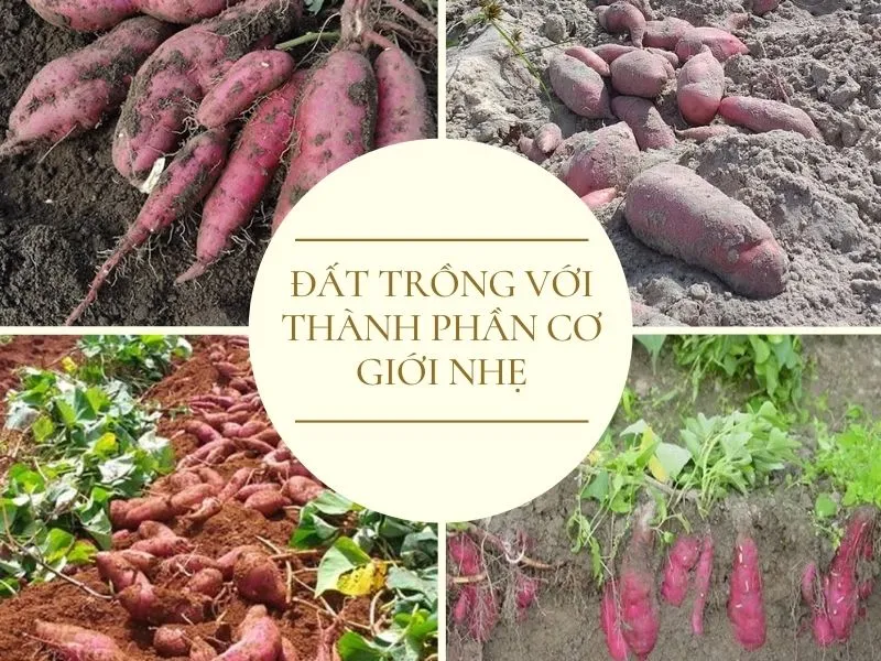 Hình ảnh đất trồng cây khoai lang từ củ cho thấy độ tơi xốp và khả năng thoát nước tốt
