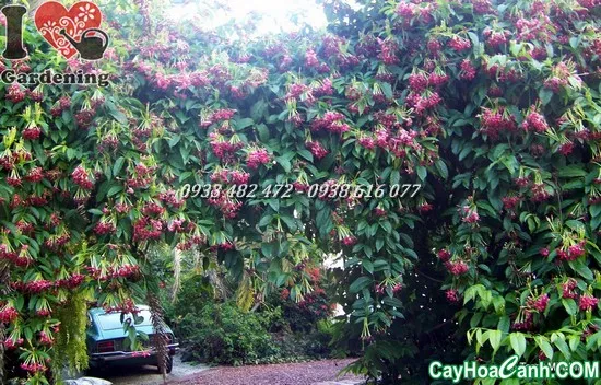 Hình ảnh giàn Trang Leo xanh tốt bao phủ toàn bộ, chứng tỏ điều kiện ánh sáng và đất trồng tối ưu