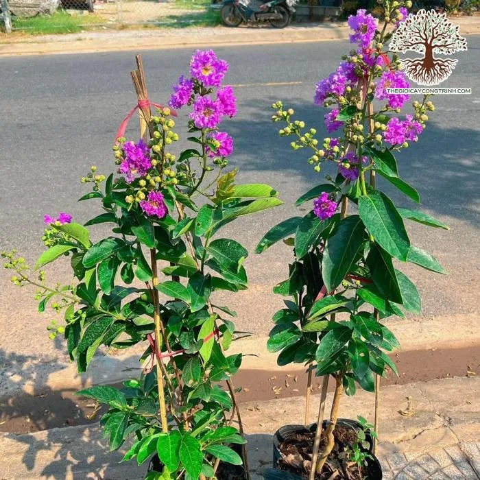 Hình ảnh hạt giống Bằng Lăng Tím và cây non đang được ươm