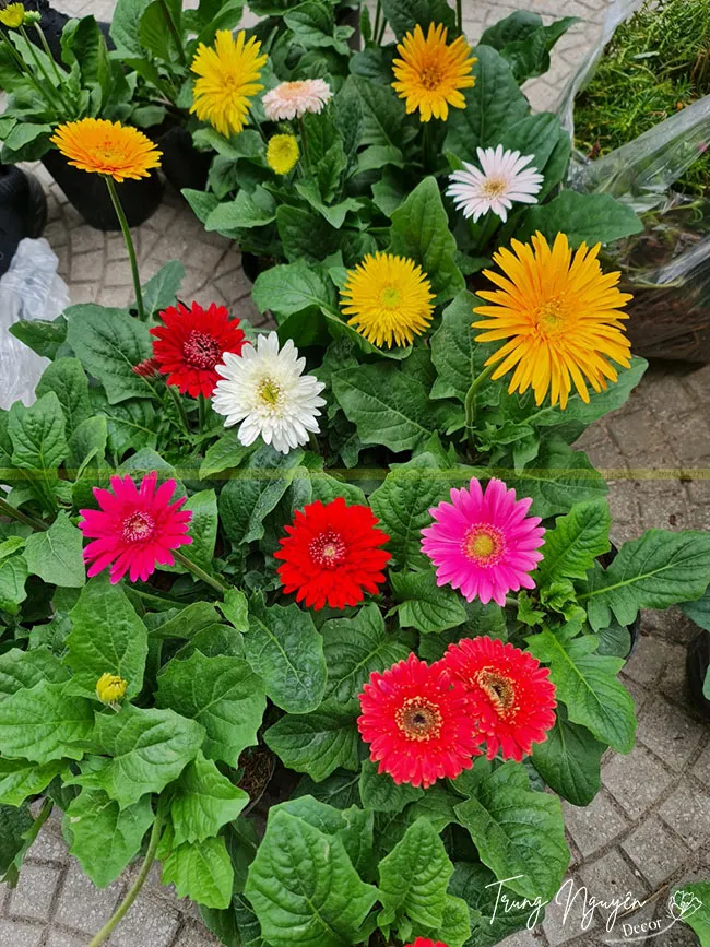 Hình ảnh hoa đồng tiền lùn đang nở rộ, thể hiện sức sống mãnh liệt và vẻ đẹp thu hút