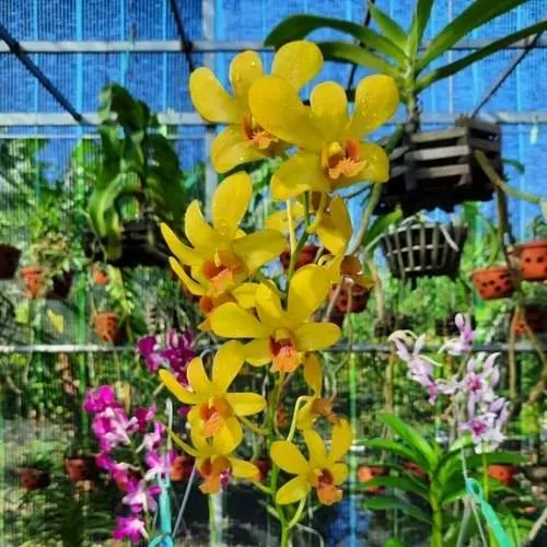 Hình ảnh hoa lan đẹp (Vườn anh Võ Trần Minh Tâm)