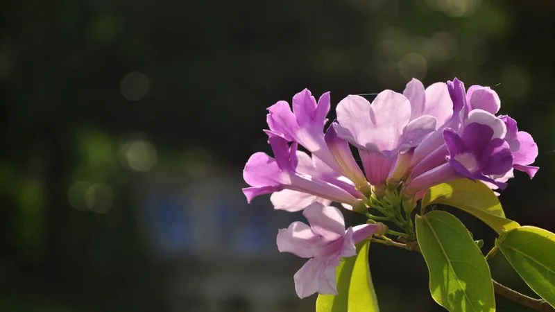 Hình ảnh hoa lan tỏi đẹp, ấn tượng