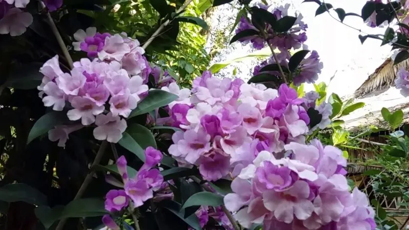 Hình ảnh hoa lan tỏi mộc mạc