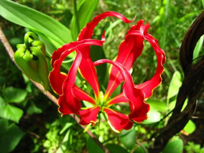 Hình ảnh hoa ly lửa (ngót nghẻo) màu sắc rực rỡ nhưng chứa chất độc alkaloid gloriocine, cần tránh trồng trong nhà