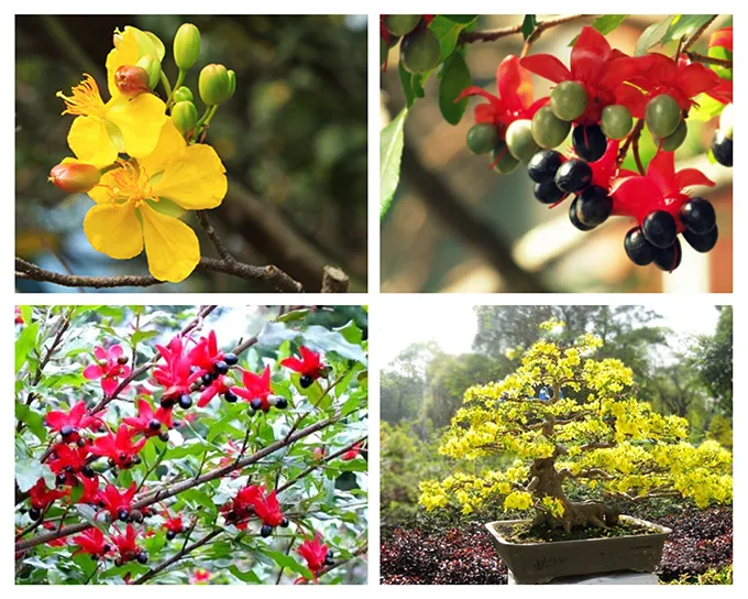 Hình ảnh hoa mai tứ quý khoe sắc