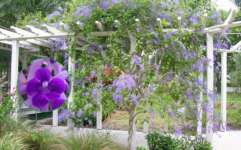Hình ảnh hoa mai xanh tím leo giàn rực rỡ dưới ánh nắng, minh họa kỹ thuật tạo dáng thành công