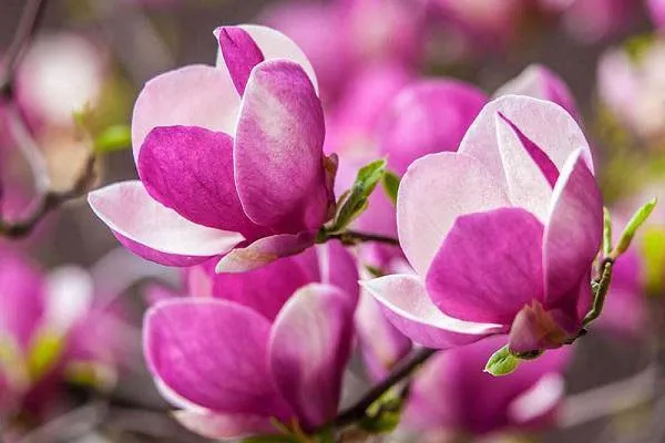 Hình ảnh Hoa Mộc Lan Tím tượng trưng cho sự quyền quý