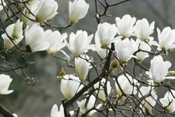 Hình ảnh Hoa Mộc Lan trắng, biểu tượng của sự thuần khiết