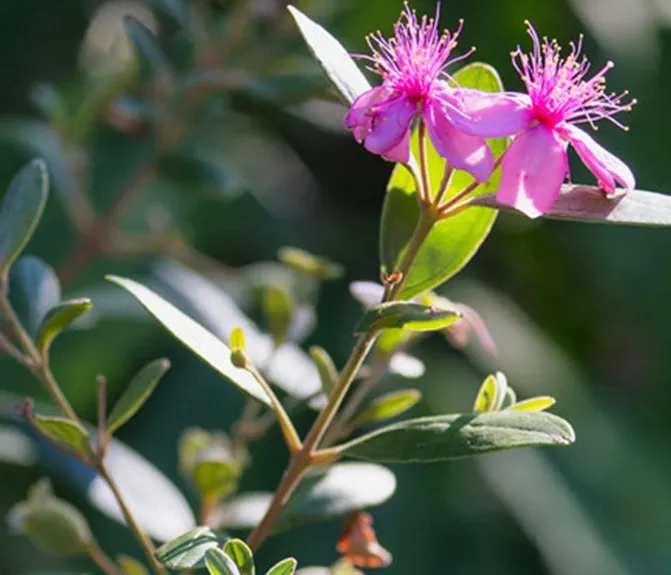 Hình ảnh hoa sim tím đã đi sâu vào nhiều bài thơ, văn, âm nhạc Việt Nam, là biểu tượng của tình yêu và tuổi trẻ