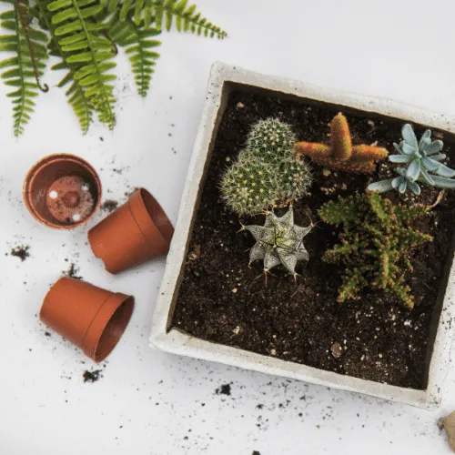 Hình ảnh hoa xương rồng đẹp