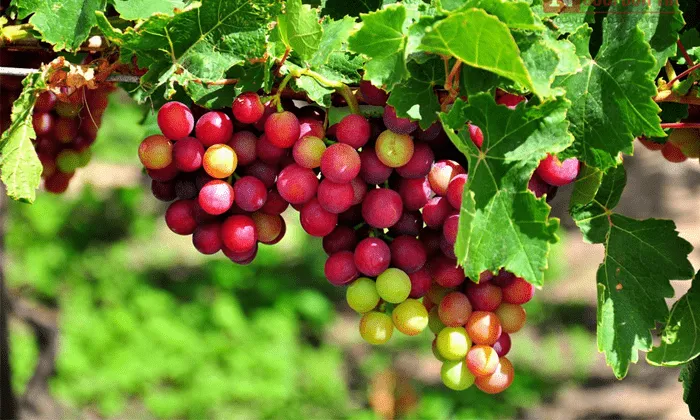 Hình ảnh kỹ thuật làm giàn nho chữ Y vững chắc hỗ trợ cách trồng cây nho ninh thuận