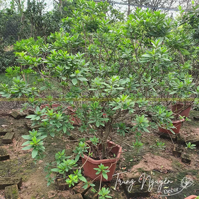 Hình Ảnh Lá Cây Đỗ Quyên Ta Tạo Cụm Đẹp Mắt
