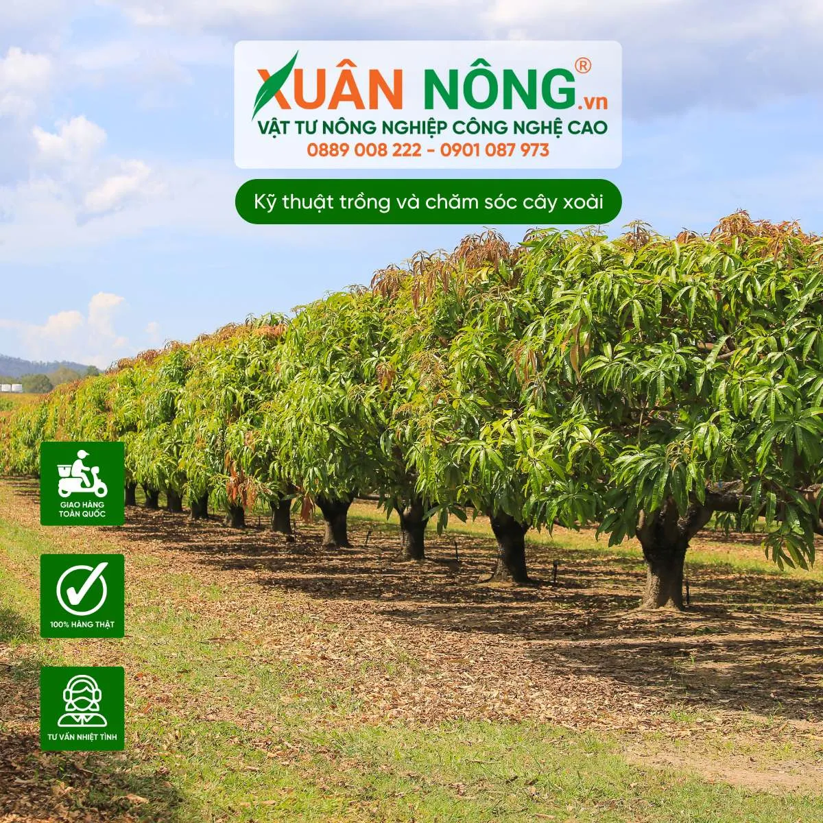 Hình ảnh làm cỏ và che phủ gốc cây xoài