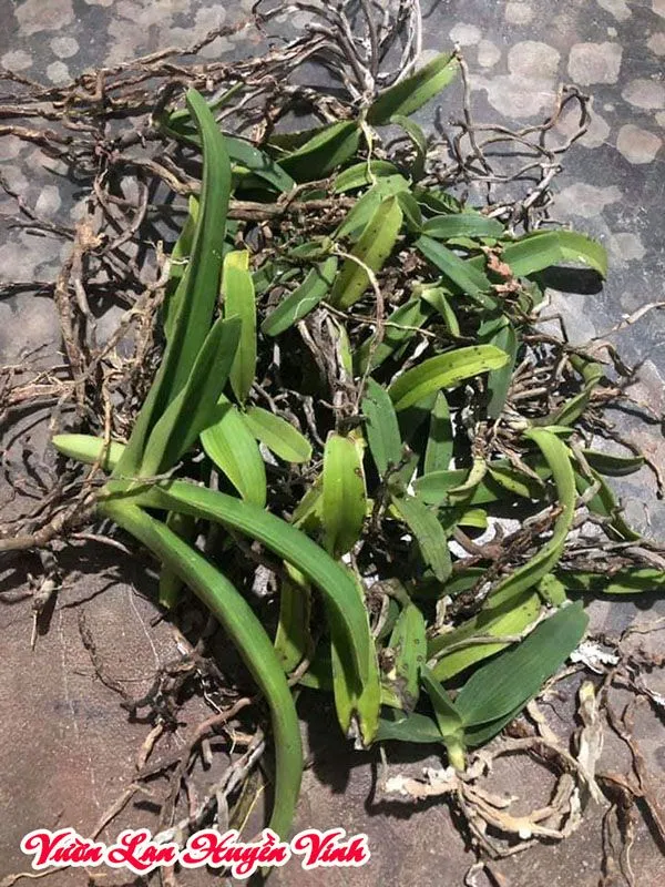 Hình ảnh lan Đai Châu rừng vừa thu hoạch, minh họa cách chăm sóc lan rừng ra hoa