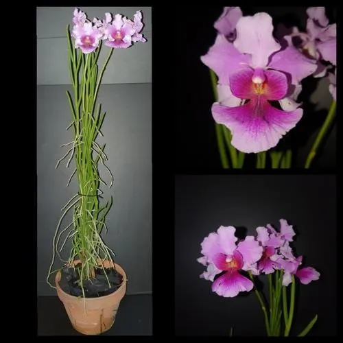 Hình ảnh Lan Vanda Lá Kim phát triển bám trụ ngoài trời