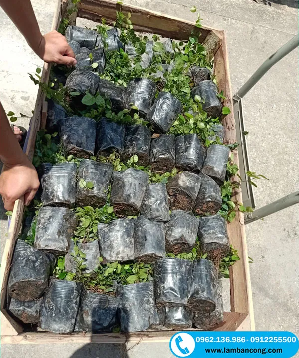 Hình ảnh lô hàng cây vẩy ốc số lượng lớn, phục vụ cho các công trình cảnh quan quy mô lớn và hướng dẫn cách trồng cây vẩy ốc leo tường