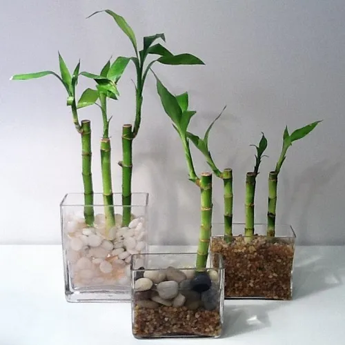 Hình ảnh minh họa các bước cách trồng cây phát tài khúc trong nước bằng chậu thủy tinh