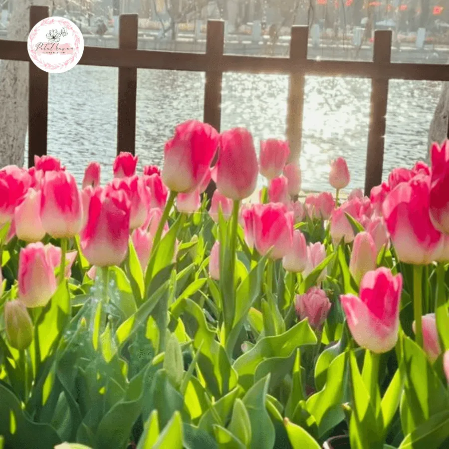 Hình ảnh minh họa các bước chăm sóc củ tulip sau khi hoa tàn