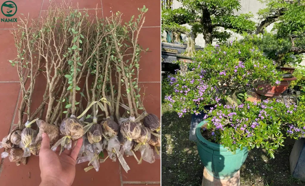 Hình ảnh minh họa các bước cụ thể về cách trồng cây hoa Linh Sam tại nhà