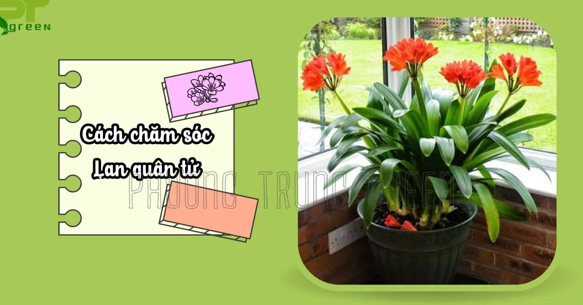 Hình ảnh minh họa các dụng cụ và bước chăm sóc cây Lan quân tử