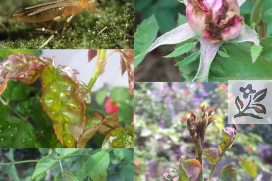 Hình ảnh minh họa các vết nấm bệnh và côn trùng tấn công trên lá cây hoa hồng