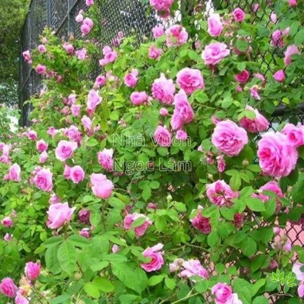 Hình ảnh minh họa cây hoa hồng leo Tường Vi mới trồng